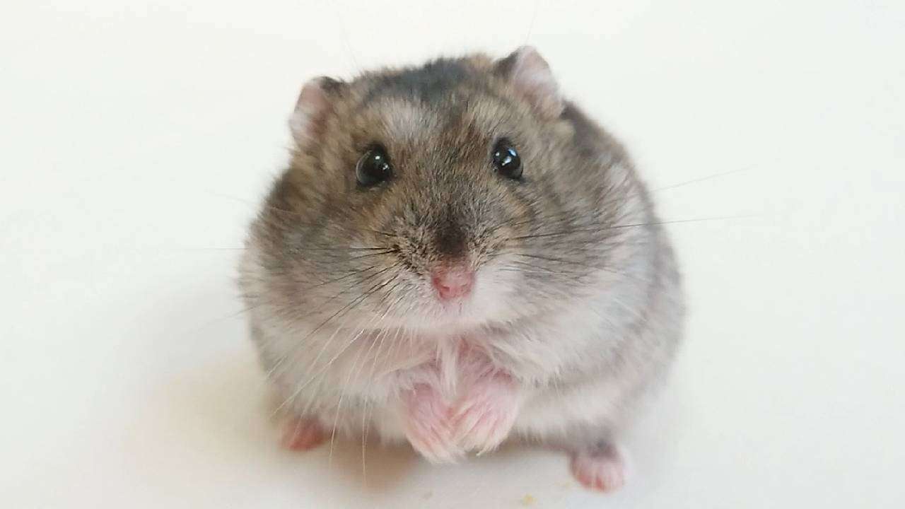 遺骨は残る?ハムスター火葬で知っておくべきこと|方法・費用・供養まで