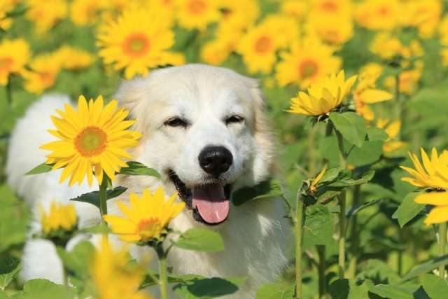夏・冬の服装例:ペット火葬で困らない服選び