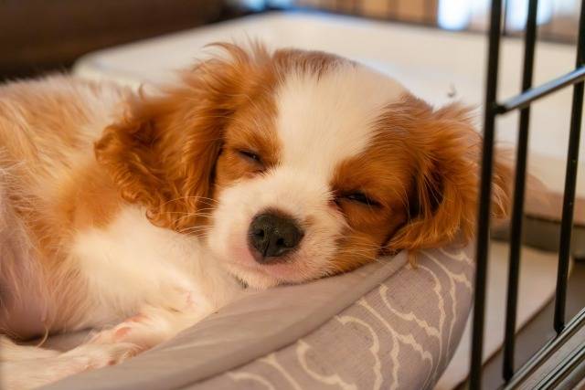 ペット火葬東京公営・民間どちらが安心か徹底比較