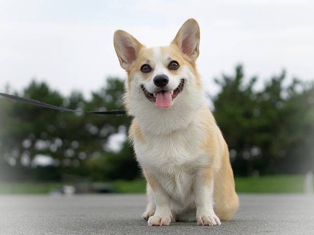 なぜペット火葬は午前中が多いのか?理由と対策徹底解説